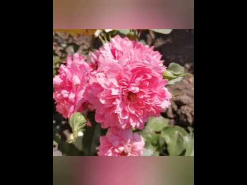 Розариум Ютерзен. Плетистая Роза - YouTube