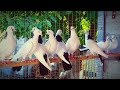 Бакинские Голуби разных линии ! Короткие и Длиные / Baku Pigeon Collection