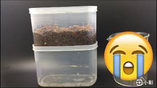 Simulation of Super absorbent polymer (SAP) agriculture's response to rainfall