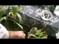 Fazendo mudas por estaca de Nepenthes