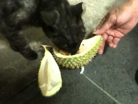 Do Cats Eat Durian ? - YouTube