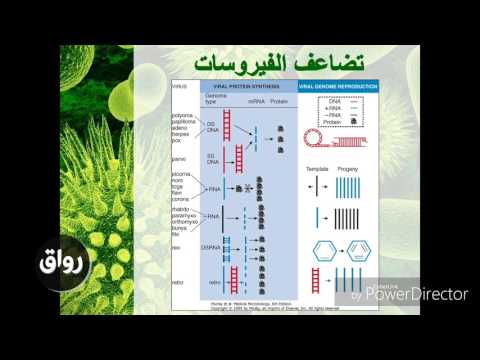 رواق مدخل إلى علم الفيروسات الطبيه الأسبوع الرابع الجزء الأول