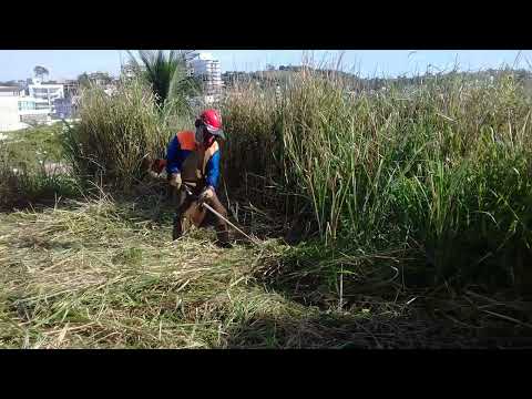 STIHL ka 120 mostrando que tem pressão#rocadeira #sitio #roça #agriculture