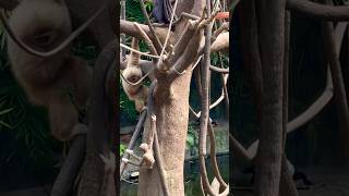 Omahas Henry Doorly Zoo And Aquarium ,Nebraska.part-2.