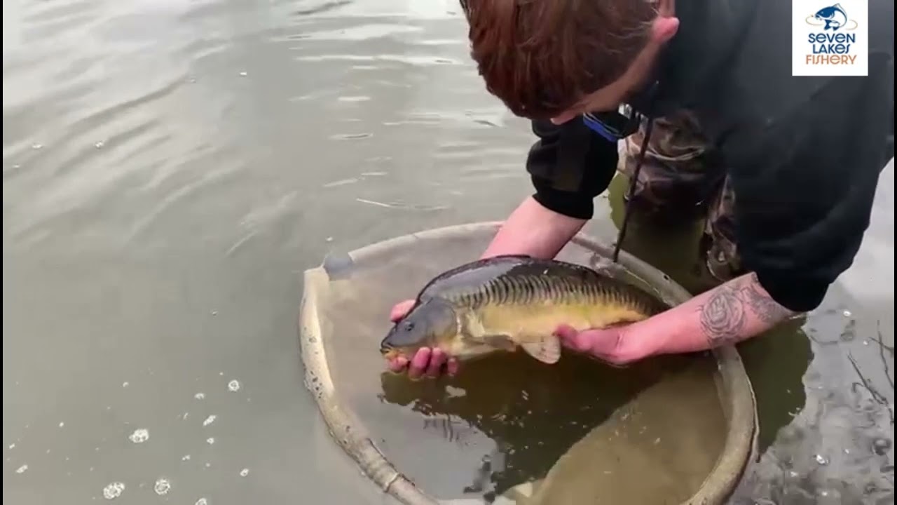 Further stocking into lakes 3, 5 & 6 at Seven Lakes Fishery December 2021