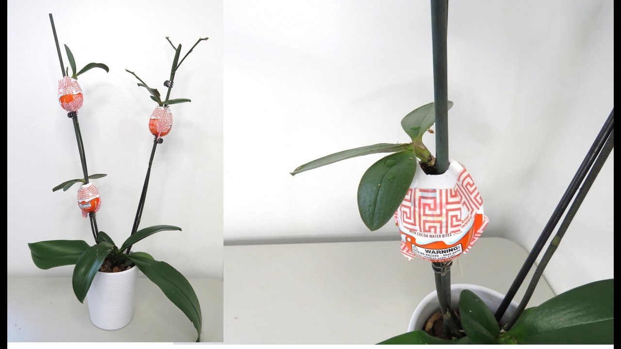 PRUEBA ESTO para que los keikis de tu orquidea tengan raices en menos tiempo #396