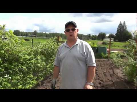 Vidéo: Informations sur la Marionberry - Comment faire pousser des Marionberries