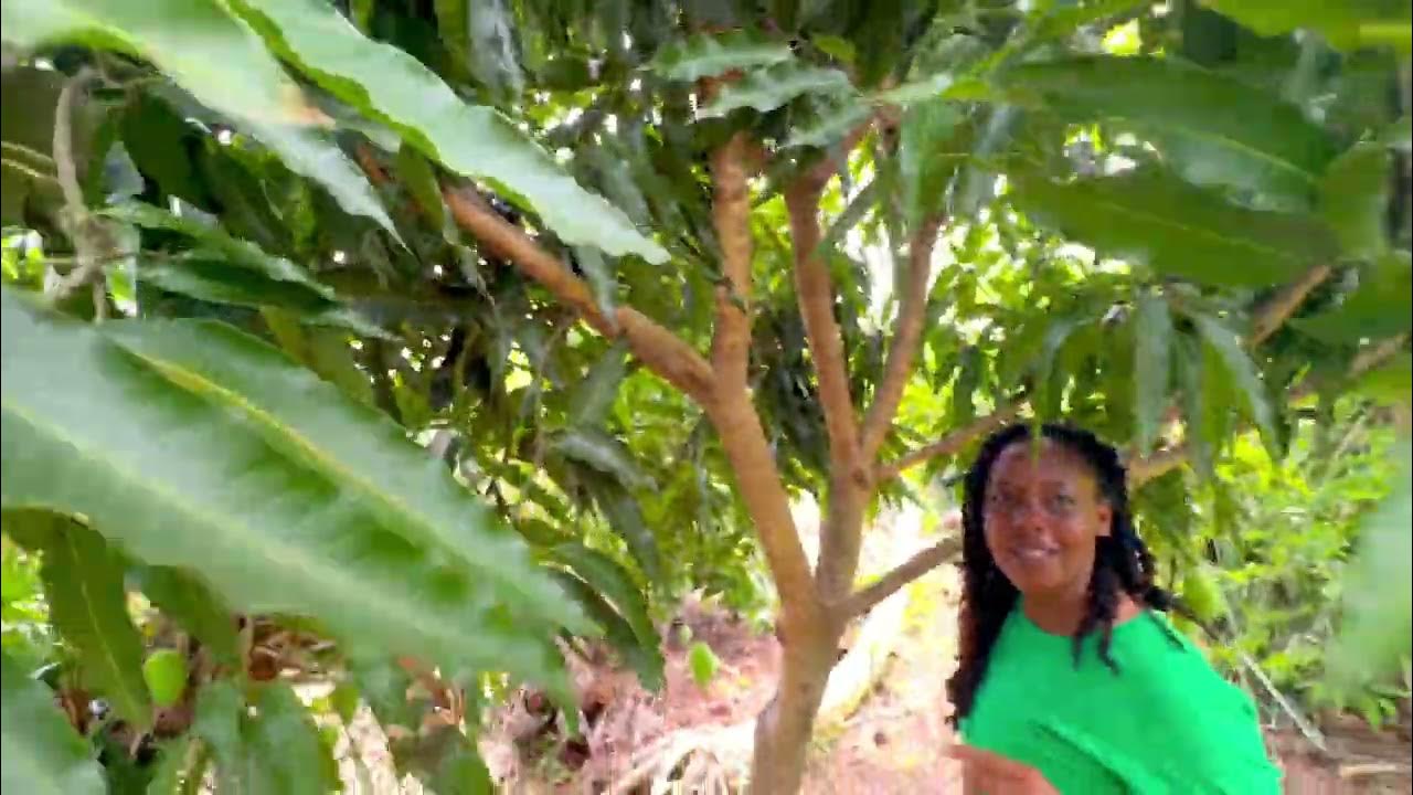 Lemon zest Mangoes, plant introduction series, sharing plants from our