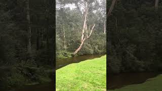 Beautiful Toorongo River near Nooje forest area, Victoria Australia