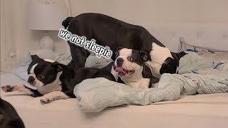 What It's Like Before Bedtime With My 7 Boston Terrier Dogs
