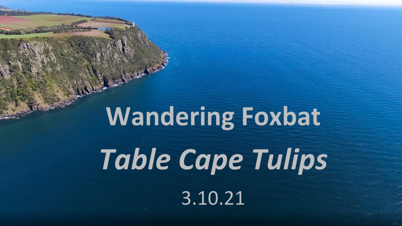 Wandering Foxbat - Table Cape Tulips