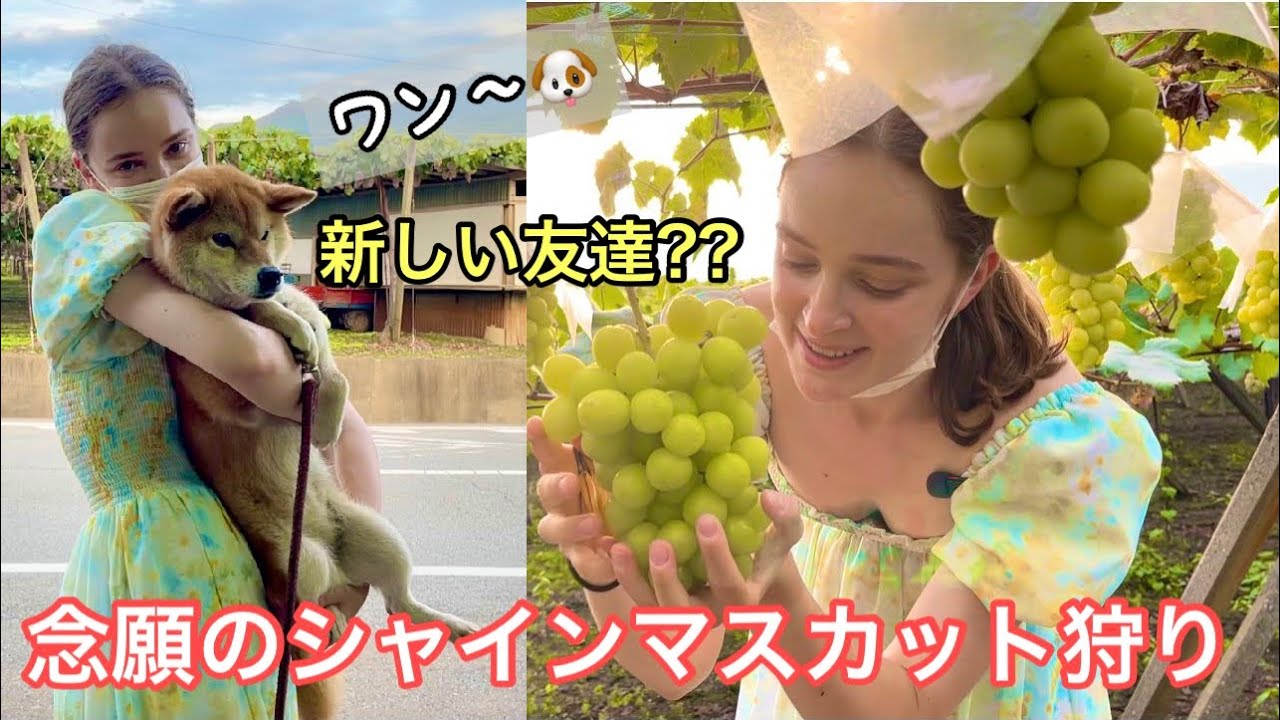ワンワン 念願のシャインマスカット狩りしたら かわいいお友達ができた Youtube