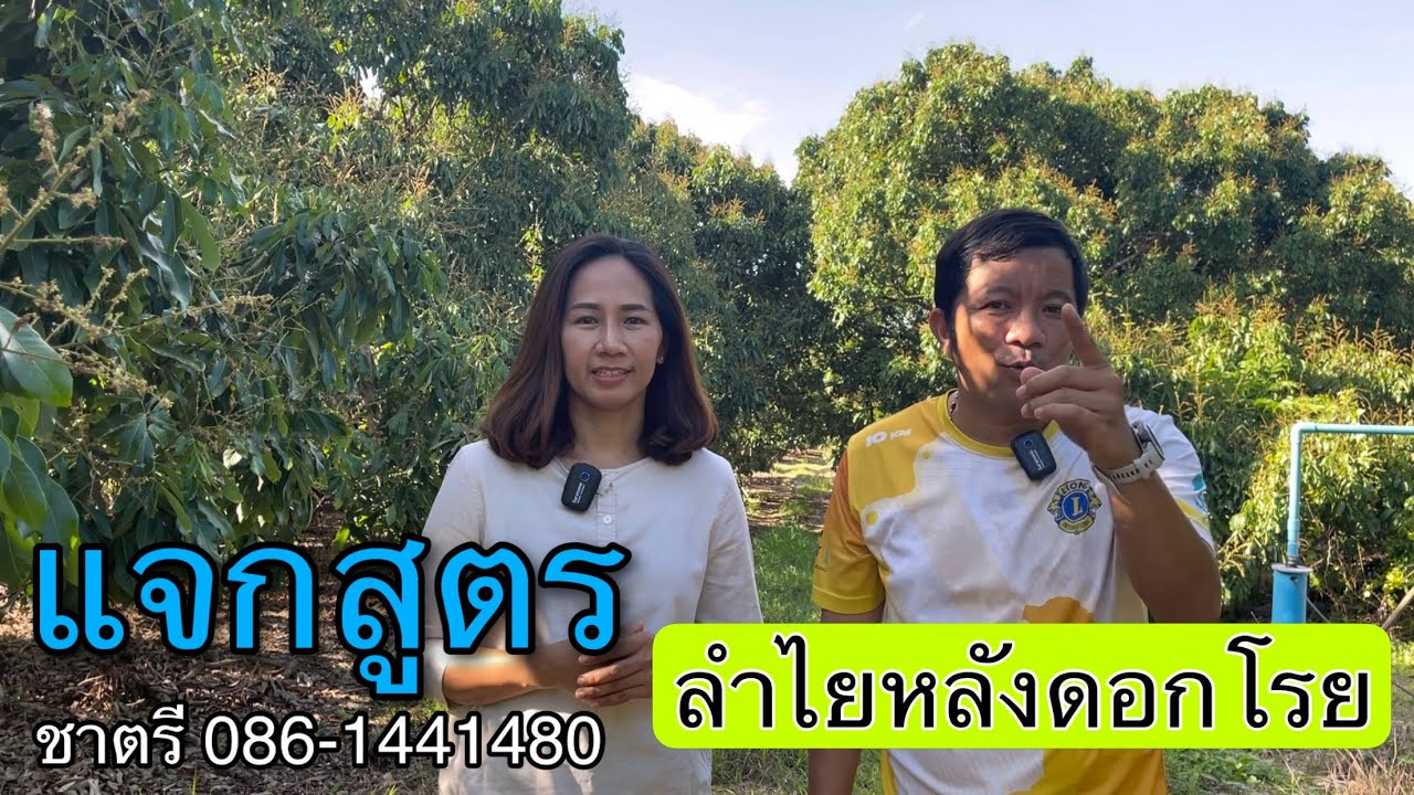 แจกสูตรลำไย บำรุงหลังดอกโรย