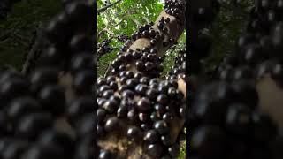 La Jabuticaba Una Joya Exótica Que Desafía La Naturaleza