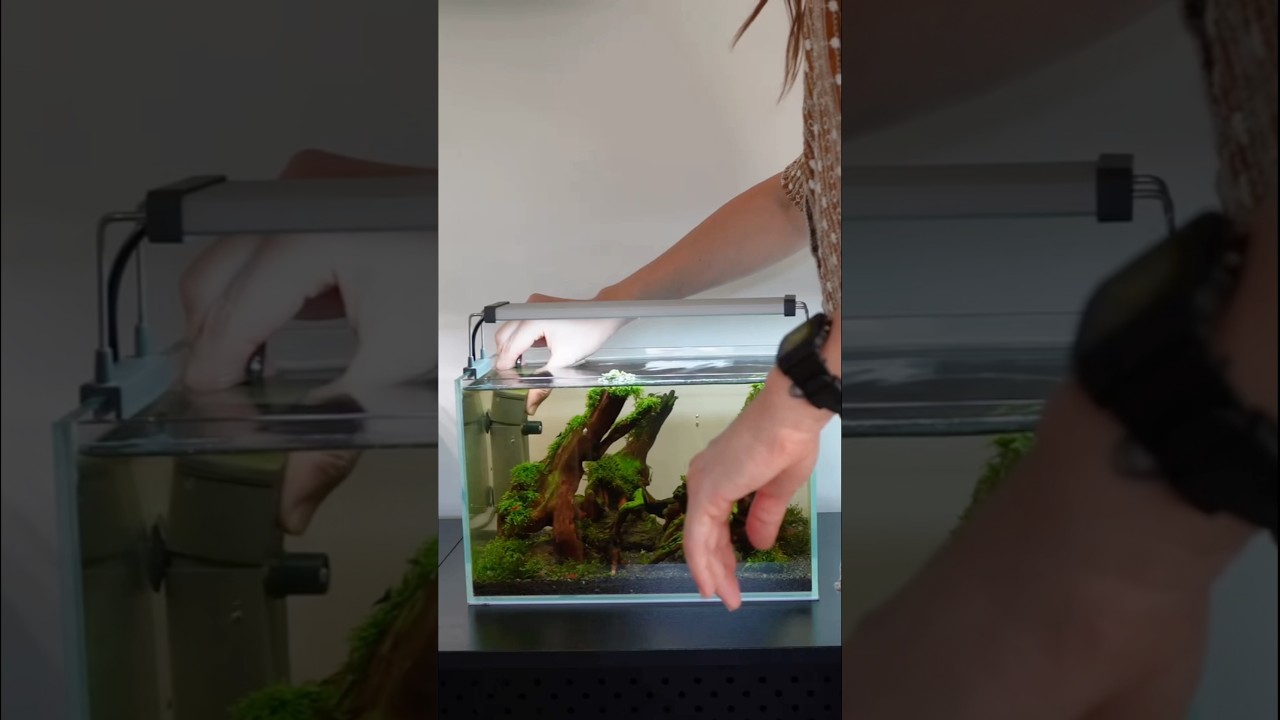 Cleaning the woodland nano filter #aquascape #aquarium #aquascaping #plantedaquarium #plantedtank