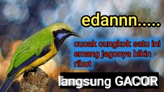Cucak cungkok gacor satu ini emang jagonya bikin ribut.....burung lain jadi cepet Gacor