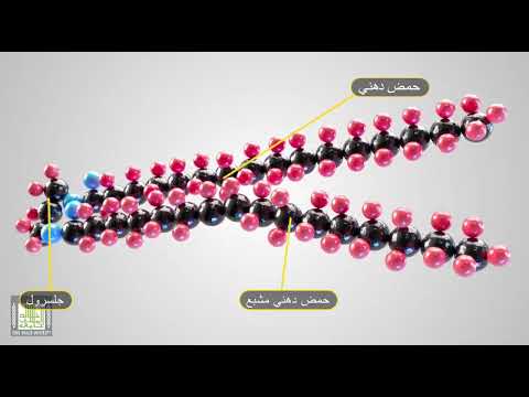 تركيب الدهون الفسفورية - Phospholipids