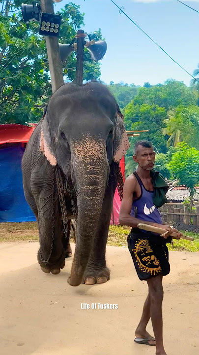 කොච්චර බැලුවත් එපා වෙන්නේ නැති අය 🥹❤️😚 #himinathiadareka #raveentharuka#lifeoftusker #elephant#all
