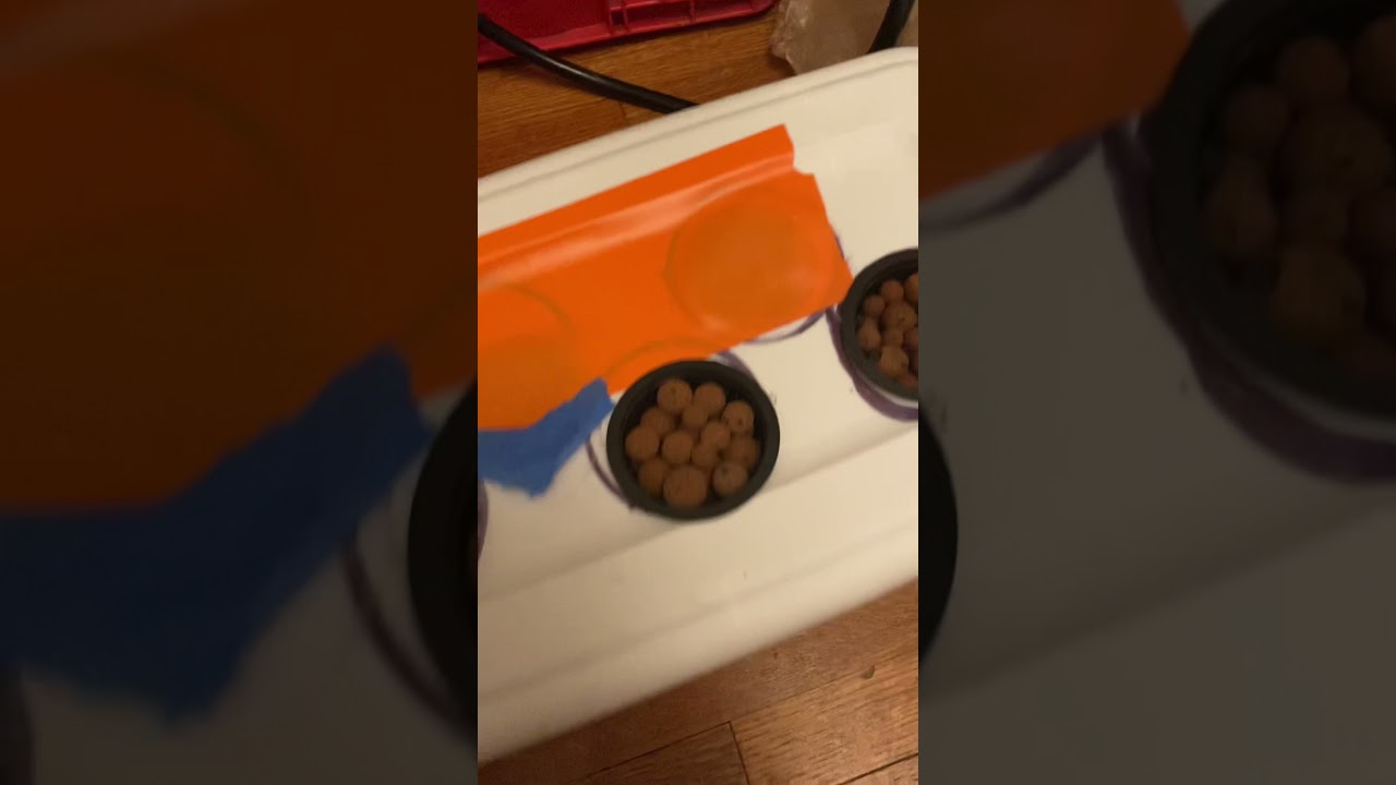 Bubbleponics beginner