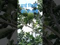 सबसे बड़ी मौसमी