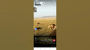 انظر الى غيرة الأسد علا زوجته اللبوه 