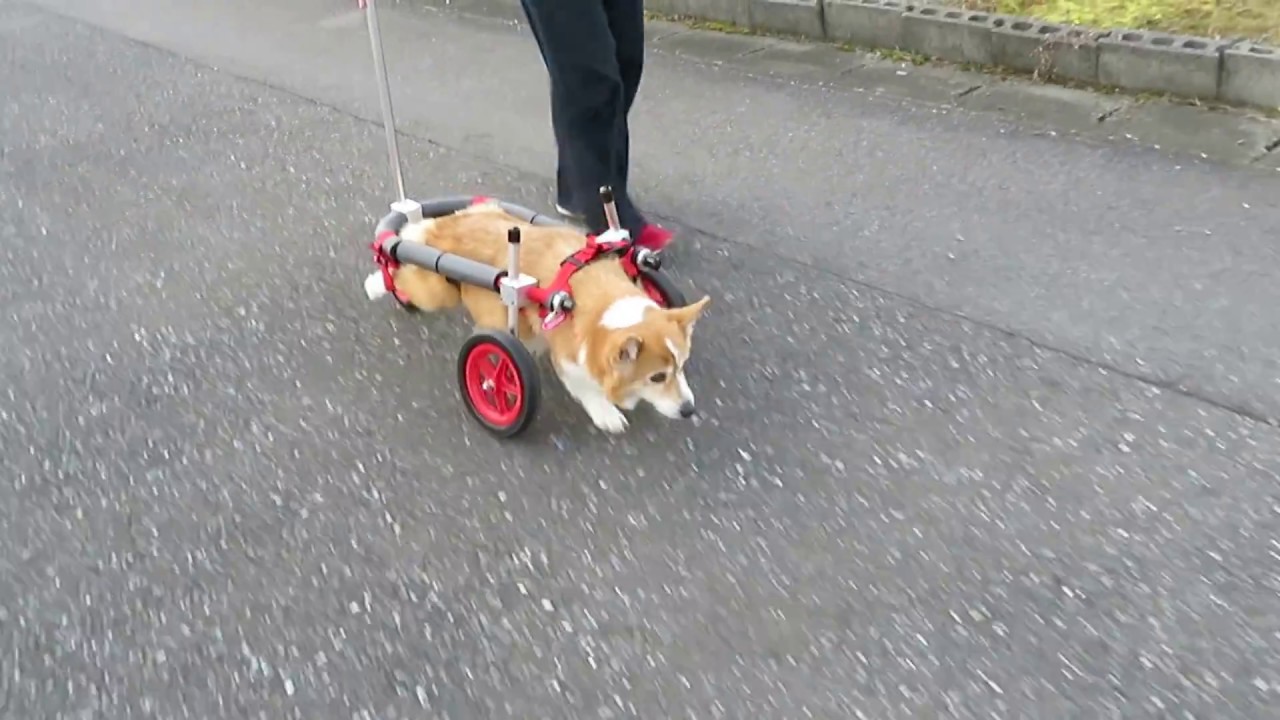 はな工房の犬用車椅子 コーギー ゆずちゃん Youtube