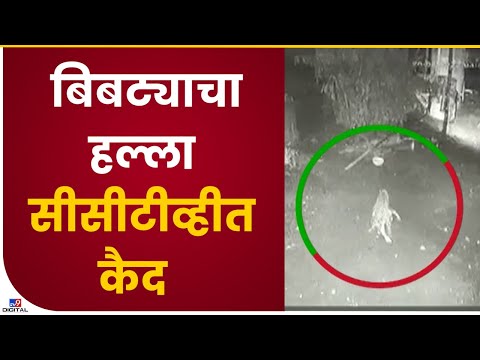 Nashik च्या Niphad मध्ये बिबट्याने हल्ला करून वासराचा फडशा पाडल्याची घटना सीसीटीव्हीत कैद - tv9