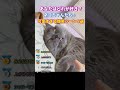 ネコちゃんたちの可愛すぎる爆笑シーン5選 #猫 #2ch動物スレ #shorts
