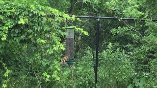 Droll Yankee antisquirrel spinning bird feeder