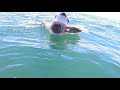 Great White Shark off of Long Beach Island New Jersey. GoPro 4Life