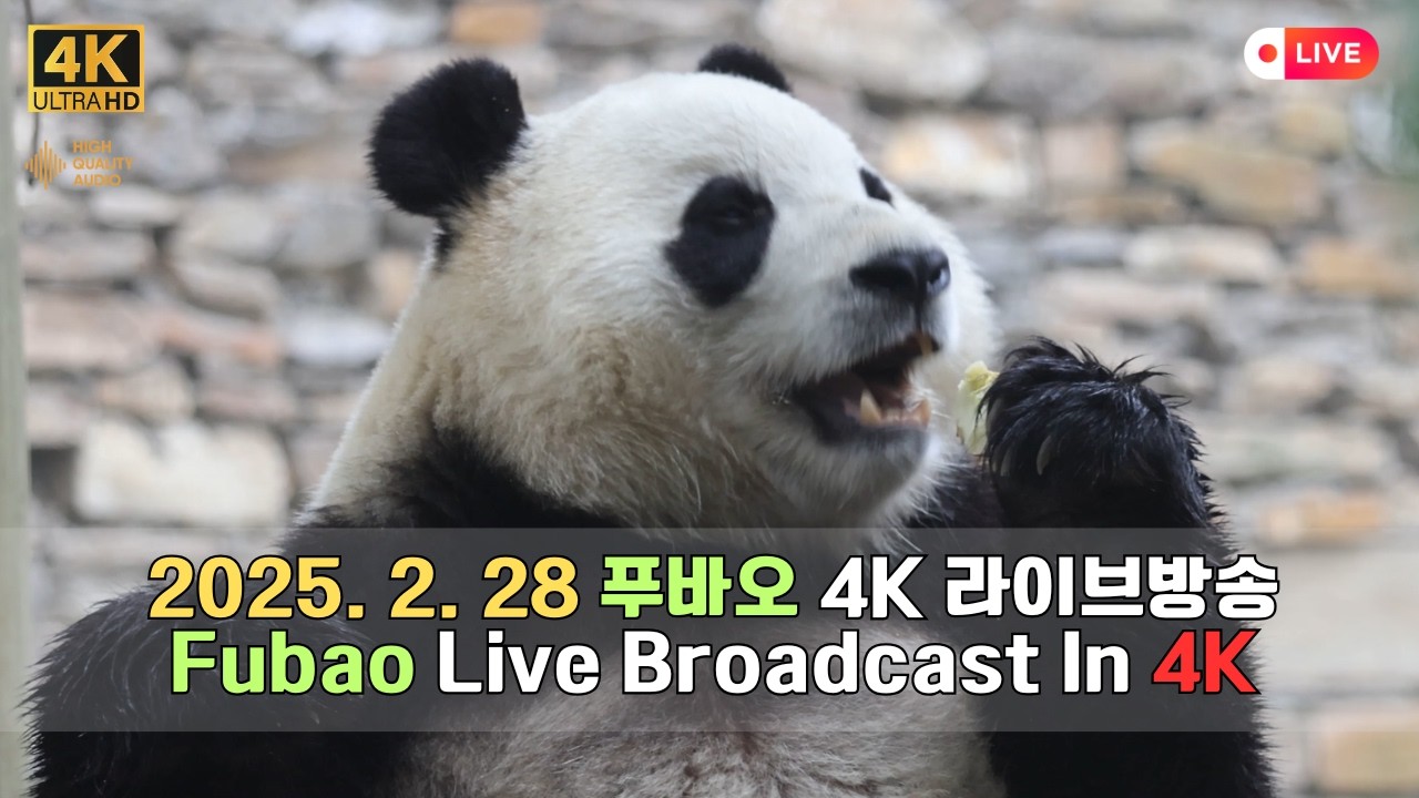 2월 28일의 푸바오의 하루를 4K 고화질 고음질 방송으로 만나보세요.(4K Fubao Live Broadcasting)