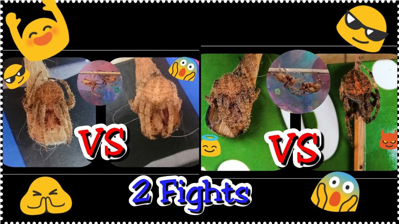 Laban ng Gagamba - Philippines Garden Orb Weaver Spider | 2 Fights ...