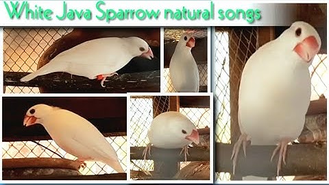 White Java Sparrow dancing & singing natural songs