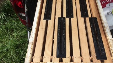 How to use Beetle Blasters for beekeepers