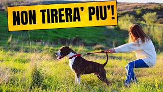 10 Consigli Con Il  Cane Al Guinzaglio by Funny Pets 502 views 11 months ago 4 minutes, 36 seconds