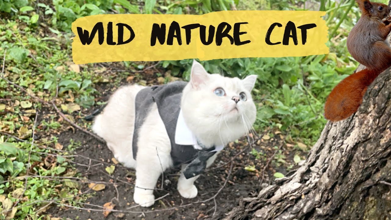 British shorthair cat Apollo met a squirrel - YouTube