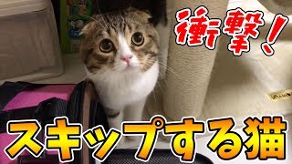 テンションが上がるとスキップする猫