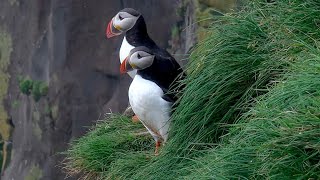 Puffins... Clowns of the Sea! Up Close & Personal in Cape Ingolfshofdi, Iceland.
