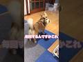 遊びつつパパを気にするポメコギ