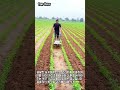 관리기 하나로 끝내는 밭 고랑 관리 #worker #process #machinery #farming #agriculture