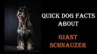 Quick Dog Facts About The Giant Schnauzer!