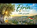 Efrîn Dilê Maya أجمل أغنية عن عفرين New Kurdish Song 2026 