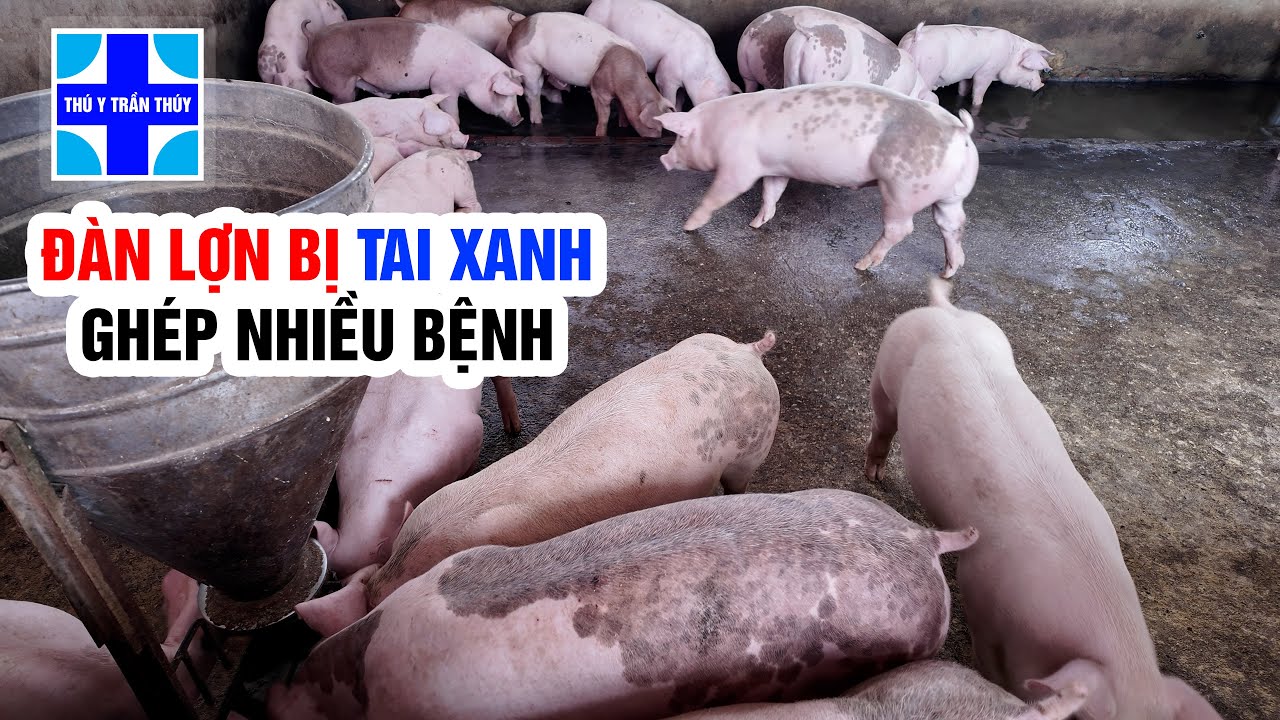 Đàn lợn bị viêm phổi ghép ecoli sưng phù đầu, myco suis