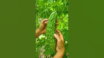 Khổ qua mướp đắng chữa bệnh gì? Quả thuốc quý nhưng có ảnh hưởng phụ!￼