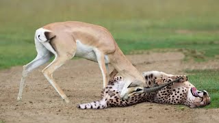 Angry Deer Attack On Cheetah Most Rear Moments In Tha World
