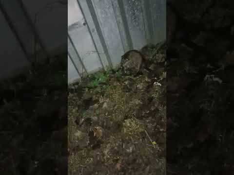 крысы мутанты атакуют город, после сноса мусорных контейнеров на калинина и больничной