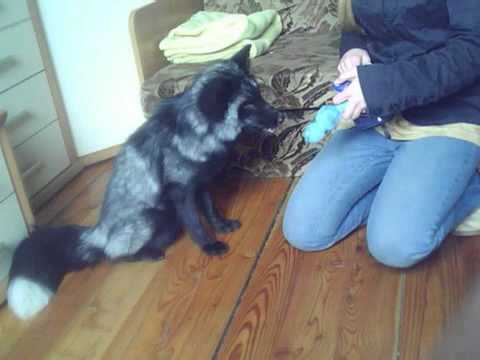 Quest The Fox Doing Tricks You