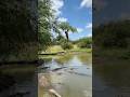 Giraffe Rescues Baby Monkey 子猿ピンチキリンが救出#shorts#crocodile