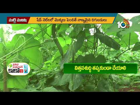 వేసవి బీర సాగులో మెళకువలు : Summer ridge gourd cultivation tips | Matti Manishi | 10TV