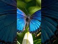 Butterflower2 #entertainment #fyp #fun #flowers